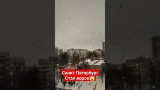 Санкт-Петербург - мистическая  стая ворон 15.12.23 