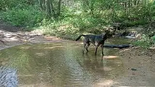 Величие и грация беспородного пса. Крутяк! 🔥🔥🔥