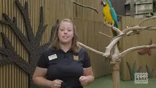 Weird Animal Facts: Parrot Edition - Beaks