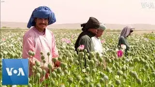 Poppy Fields Bloom Across Afghanistan