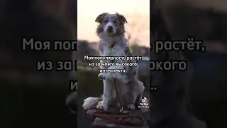 Про собак. Видео из Тик Тока