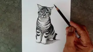 How to draw a cat by pencil with easy ways.