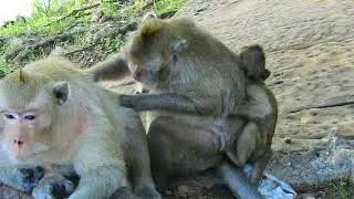 Extremely hurt ! Million pity Gino got torture very hard from mom / Monkey Post