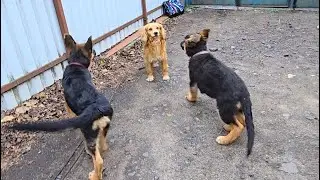 Energetic, funny German Shepherd puppies 3.5 months old.