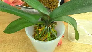 How to SIMPLY TRANSFER AN ORCHID WITH FLOWER BARK or KERAMZITE ...