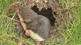 Water Shrew in The Hole in The Wall