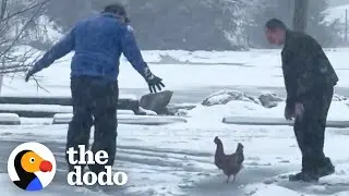 Weatherman Rescues A Chicken Caught In A Blizzard | The Dodo