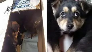 There was a box tied with wire at the door, when it was opened everyone was shocked!