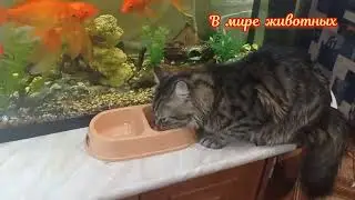 Котенок Кузя собрался в магазин.