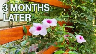 Privacy Trellis Planter - 3 Months Later Update | Private Patio - Part 3