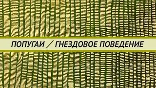 Регуляция гнездовой активности попугаев. Как избежать яйцекладки и  повысить активность при лечении