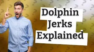 Why are dolphins jerks?