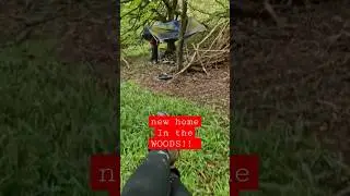 new home in the woods #uk #usa #youtube #tiktok #funny #animals #walking #comedy #woodskills #tools