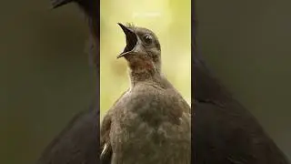 This Bird Can Mimic Any Sound 🔊 #shorts