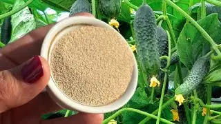 You MUST try this! How Baking Soda and Dry Yeast Work Miracles in Your Garden!