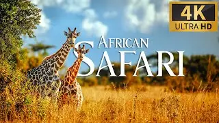 African Safari 4K 🐾 Discovery Relaxation Wonderful Wildlife Movie with Relax Piano Music