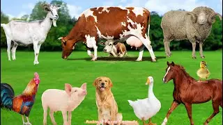 Farm Animal Food: Cow, Sheep, Goat, Pig, Horse - Animal Sounds