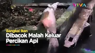 Penemuan Ikan Kebal, Keluar Percikan Api Saat Dibacok Warga