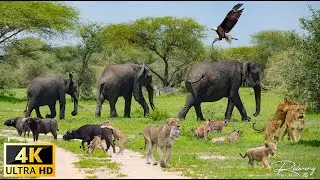 4K African Animals: Dorob National Park - Scenic Wildlife Film With Calming Music