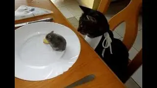 😺 Help! Lunch is running away! 🐈 Funny video with cats and kittens! 😸