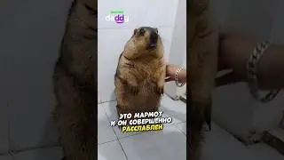 Самый добрый сурок 🥰 (Credits: @marmot_qh on TT)