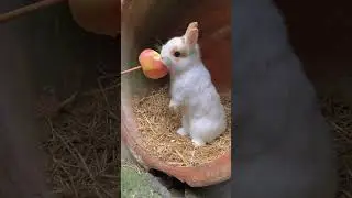 Listen to the sound of a little rabbit eating an apple. Cute pet debut plan. Rabbit. Rural cute