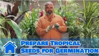 Gardening Help : How to Prepare Tropical Seeds for Germination