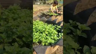 tire growing mint