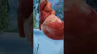 Quick glimpse at the Heart ꨄ Human body anatomy and physiology - Medical Arts