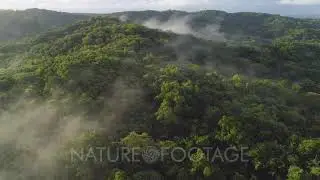 Aerial shot tracking over tropical Jungle at sunrise with mist