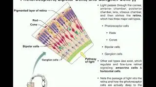 Anatomy | Vision (Part 1) | Retina, Photoreceptors, Bipolar Cells, & Ganglion Cells