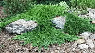 How to Prune Spreading Junipers to Accent Your Landscape, Not Cover It Up