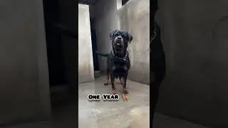 2 Weeks to one Year rottweiler transformation 
