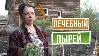 Все полезные свойства Пырея ✿ Злостный сорняк или замена всей аптечки