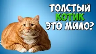 Проблемы у кошек. Ожирение и диеты!