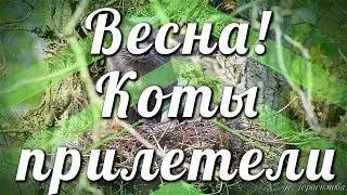 Весна! Коты прилетели🐱