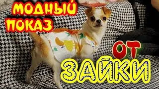 Chihuahua tries on dresses