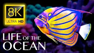 Life of the Ocean 8K ULTRA HD - 500 Marine Species with Relaxing Music and Ocean Sounds