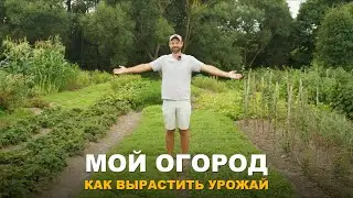 УРОЖАЙ ЗРЕЕТ НЕ ПО ДНЯМ. Обзор огорода. Как проявляется недостаток питания у растений.