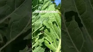 Wasp devours cabbageworm- nature’s pest control!