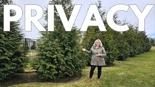 Top 2 Privacy Screen Trees. Grow A Living Fence. Green Giant vs. Emerald Green Arborvitae Comparison