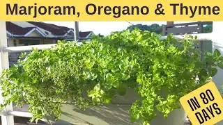 Herb garden 101 - Planting Marjoram Sweet, Thyme and Oregano from seeds!