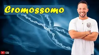 Cromossomo - Conceito e Formação - Estruturas do Núcleo - Citologia