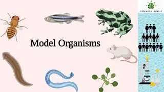 Model Organisms