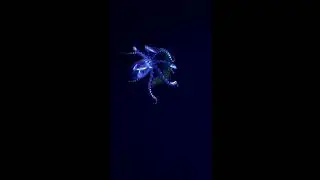 floating squid color