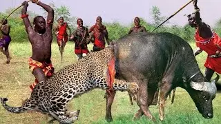 OMG! What Happens When A Hungry Leopard Dares To Hunt Buffalo From Africa's Strongest Natives ?