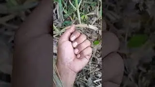 My cute Leaf grasshopper 🦗🦗🦗🦗 