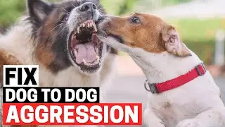 How to Stop Dog Aggression Toward Other Dogs?