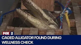 Wellness check in Detroit leads to alligator discovery