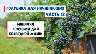 Сколько голубики посадить чтобы с этого жить // Голубика для начинающих. Часть 12